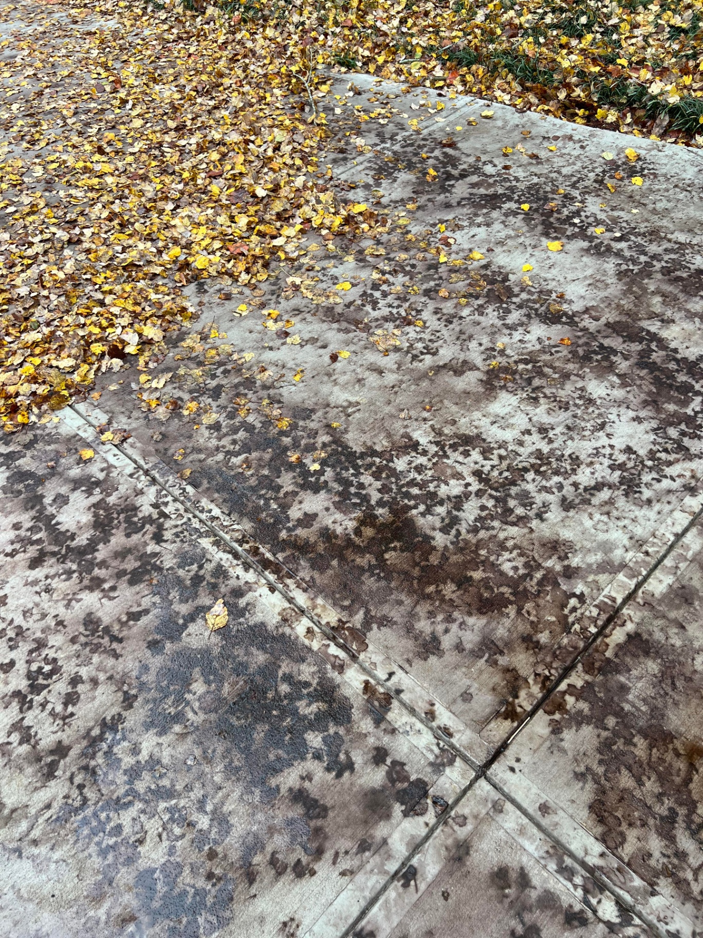 Leaf & Sap Tannins buildup before pressure washing